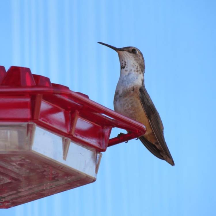 Decorative Garden Hummingbird Feeder